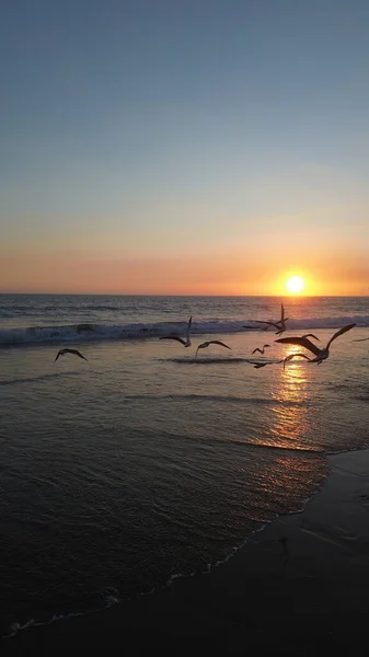 Sakin bir sahil günbatımında okyanus dalgaları üzerinde uçan martılar. Altın güneş ışığı ufukta batarken suya yansıyarak huzurlu ve atmosferik bir kıyı manzarası yaratıyor..