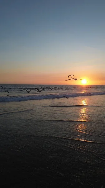 Sakin bir sahil günbatımında okyanus dalgaları üzerinde uçan martılar. Altın güneş ışığı ufukta batarken suya yansıyarak huzurlu ve atmosferik bir kıyı manzarası yaratıyor..