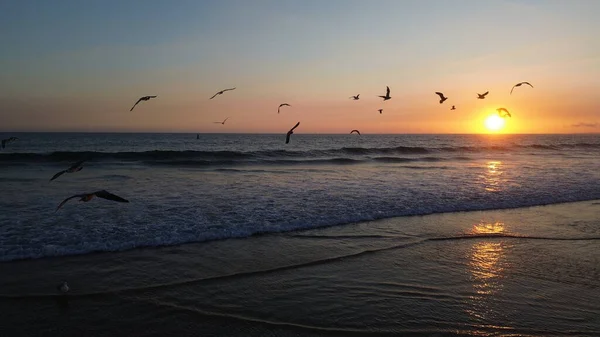 Sakin bir sahil günbatımında okyanus dalgaları üzerinde uçan martılar. Altın güneş ışığı ufukta batarken suya yansıyarak huzurlu ve atmosferik bir kıyı manzarası yaratıyor..