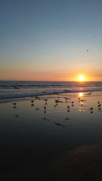 Sakin bir sahil günbatımında okyanus dalgaları üzerinde uçan martılar. Altın güneş ışığı ufukta batarken suya yansıyarak huzurlu ve atmosferik bir kıyı manzarası yaratıyor..