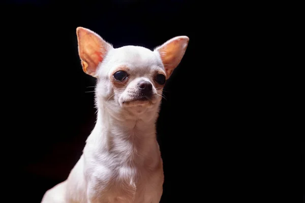 Chihuahua perro crema de pelo liso se ve con atención. Retrato sobre fondo negro. Orientación horizontal . — Foto de Stock