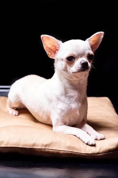 Un perro chihuahua crema acostado sobre una almohada beige mira hacia otro lado sobre un fondo negro. Orientación vertical . — Foto de Stock