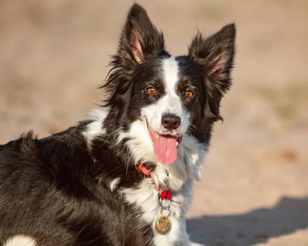 Bir Border Collie, boynunda bir madalyon olan siyah beyaz bir köpek batan güneşin parlak ışıklarındaki izleyiciye yakından bakar. Yatay yönelim.