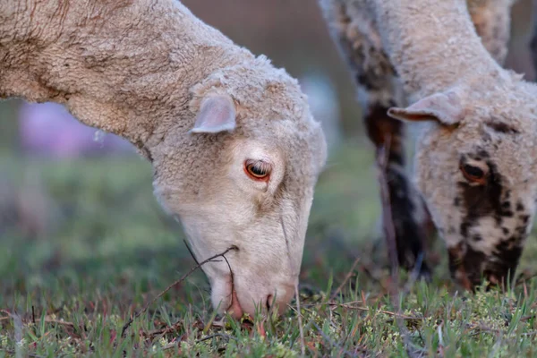 Dwie owce młode jagnięta pasą się szczypiąc trawę na łące o zmierzchu. Zbliżenie. Orientacja pozioma. — Zdjęcie stockowe