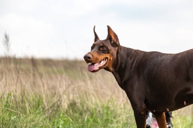 Kahverengi bir Doberman Doberamann köpeği çimlerin arasında duruyor, yana bakıyor. Yatay yönelim. 