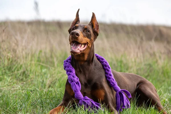 Um cão feliz marrom Doberman dobermann está deitado em um campo com uma corda de brinquedo roxo em seu pescoço. Orientação horizontal . — Fotografia de Stock