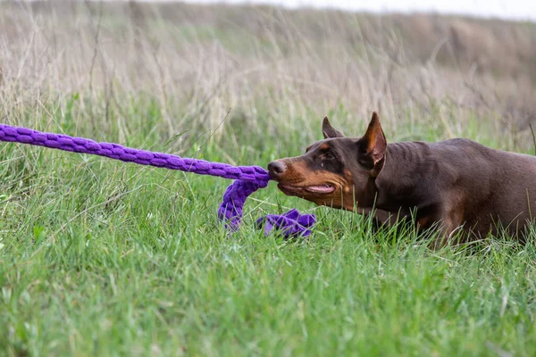 Brown doberman dobermann pes hraje tahání fialové. Ležel schoulený na zemi na trávníku. Vodorovná orientace. — Stock fotografie