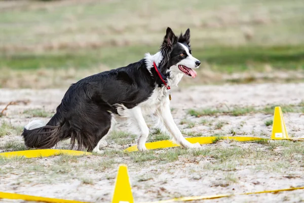 The border collie dog at the training site is engaged in obedience training, stood up tensely and looks to the side. Training cones and ribbons.