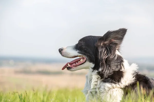 Retrato de un perro collie de borde blanco y negro de perfil que yace en un prado en un día soleado. Orientación horizontal. Espacio para texto . — Foto de Stock
