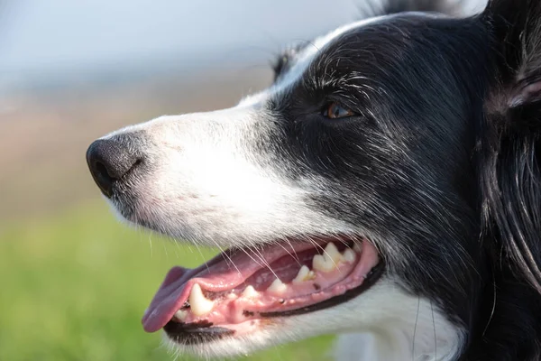 Bozal de un perro collie borde blanco y negro con la lengua colgando de cerca sobre un fondo borroso de un campo verde. Orientación horizontal . — Foto de Stock
