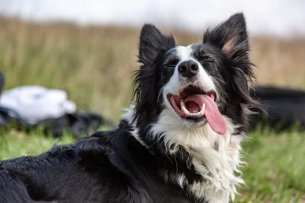 Un perro collie de borde blanco y negro yace en un campo verde en el calor, sacando la lengua y entrecerrando los ojos. Orientación horizontal . — Foto de Stock