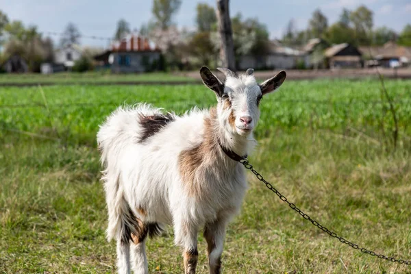 Weiße zottelige Ziege an der Kettenleine in einem Dorf auf der grünen Wiese. Horizontale Orientierung. — Stockfoto