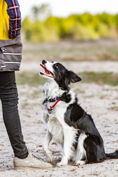 Obedience training with black and white border collie. The dog sits in front of the trainer and looks at him. Vertical orientation.