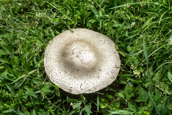 Grote witte champignon champignon groeit tussen het uitzicht op het gras van dichtbij. Horizontale oriëntatie. — Stockfoto