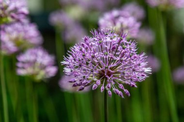 Dekoratif soğanlı Allium çiçekleri. Yatay yönelim.