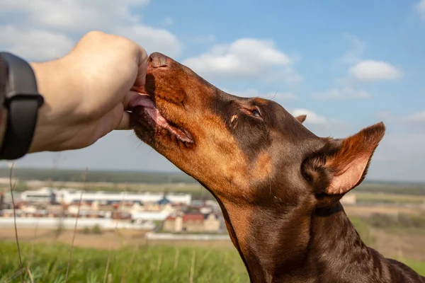 Man voedt doberman dobermann bruin-bruin hond traktatie op een zonnige dag close-up. Hand en hond hoofd in het frame. Horizontale oriëntatie. — Stockfoto