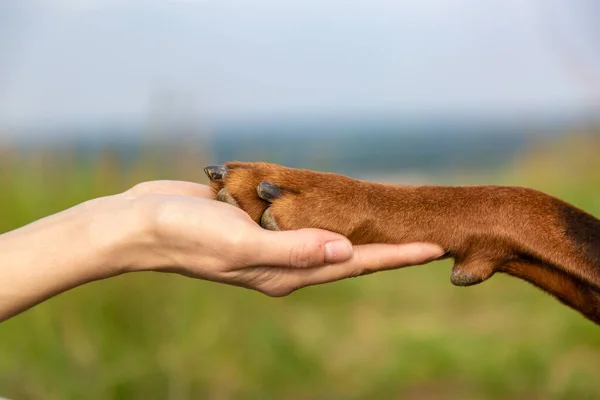 Doberman dobermann dog paw in the palm of a human hand close-up on a blurred field background. Horizontal orientation.