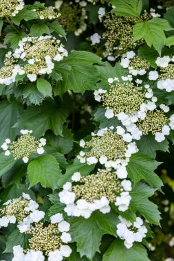 Çiçekli viburnum 'un başlangıcı. Dikey yönelim. 