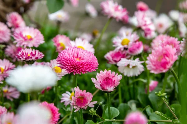 Parlak yemyeşil Terry, papatyaların pembe çiçekleri, bellis perennis. Yatay yönelim. 