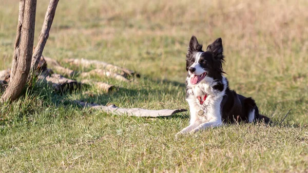 El perro collie fronterizo yace en un prado en la hierba cerca de un árbol bajo el sol abriendo su boca. Orientación horizontal . — Foto de Stock