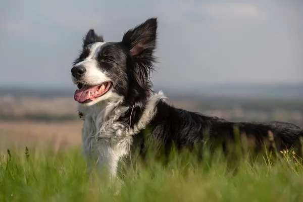 Border Collie perro se encuentra en una colina en un prado en hierba verde contra el cielo. Orientación horizontal . — Foto de Stock