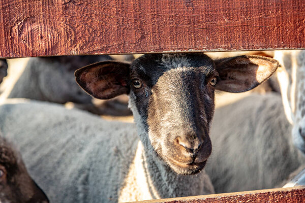 Овца из стада смотрит на зрителя из деревянного загона. Горизонтальная ориентация
. 