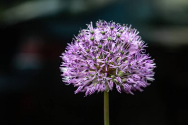 Dekoratif yay mor allium çiçeği yakın plan siyah arka plan. Yatay yönelim. 