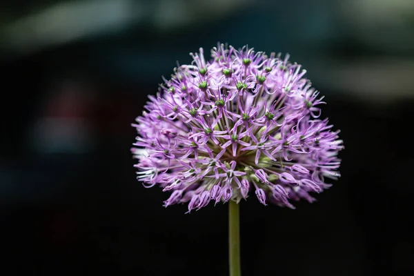 Dekoratif yay mor allium çiçeği yakın plan siyah arka plan. Yatay yönelim. 