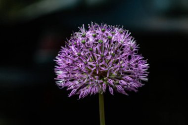 Siyah arka planda mor Allison dekoratif fiyonk çiçeği. Yatay yönelim.