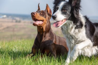 Doberman Dobermann ve sınır köpekleri güneşli bir günde yeşil çimlerin üzerinde yatarlar. Border Collie aniden hareket etti. Yatay yönelim.