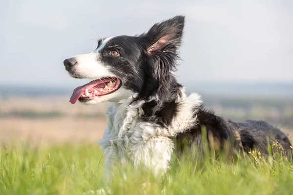 Bir çoban köpeği yeşil çimenlerin üzerinde ağzı açık yatar ve başka tarafa bakar. Güneşli bir günde portre. Yatay yönelim. 