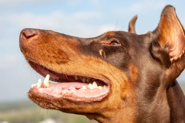 Munkorg brun-och-solbränd Doberman Dobermann hund. Närbild porträtt på suddigt gräs och himmel bakgrund. Horisontell inriktning. — Stockfoto