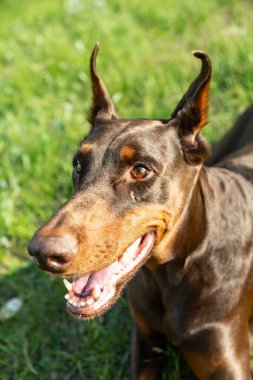 Namlu kahverengi ve bronzlaşmış Doberman Dobermann köpeği. Yeşil çimen arka planında yakın plan portresi. Dikey yönelim. 