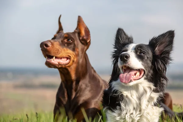 Portrait of a doberman dobermann and border collie dogs lying together in green grass on a hill on a sunny day. Horizontal orientation. — Stock Photo, Image