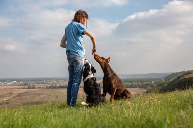 Kız iki köpeğe iyi davranıyor. Doberman ve Sınır Köpekleri bir tepede oturuyor. Yatay yönelim. 