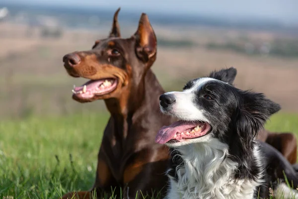 Doberman dobermann and border collie dogs lie in the green grass on a hill on a sunny day and look one way with their mouths open. Horizontal orientation. — Stock Photo, Image