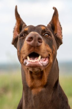 Kahverengi ve esmer Doberman Dobermann köpeği. Kulakları kesilmiş ve ağzı açık. Güneşli bir günde, bulanık doğa arka planında, tam suratlı, yakın plan namlu portresi. İzleyiciye bakıyorum. Dikey yönelim. 