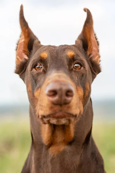 Brown e castanho Doberman Dobermann cão com orelhas cortadas. Retrato de focinho close-up em rosto cheio no fundo natureza turva no dia ensolarado. Olhando para o espectador. Orientação vertical . — Fotografia de Stock