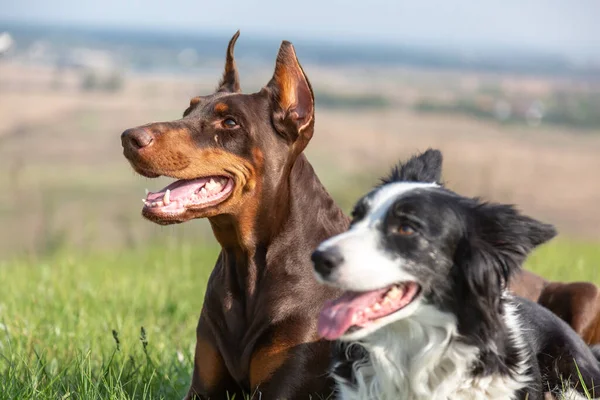 Doberman dobermann en border collie honden liggen op een zonnige dag in het groene gras op een heuvel en kijken één kant op. Horizontale oriëntatie. — Stockfoto