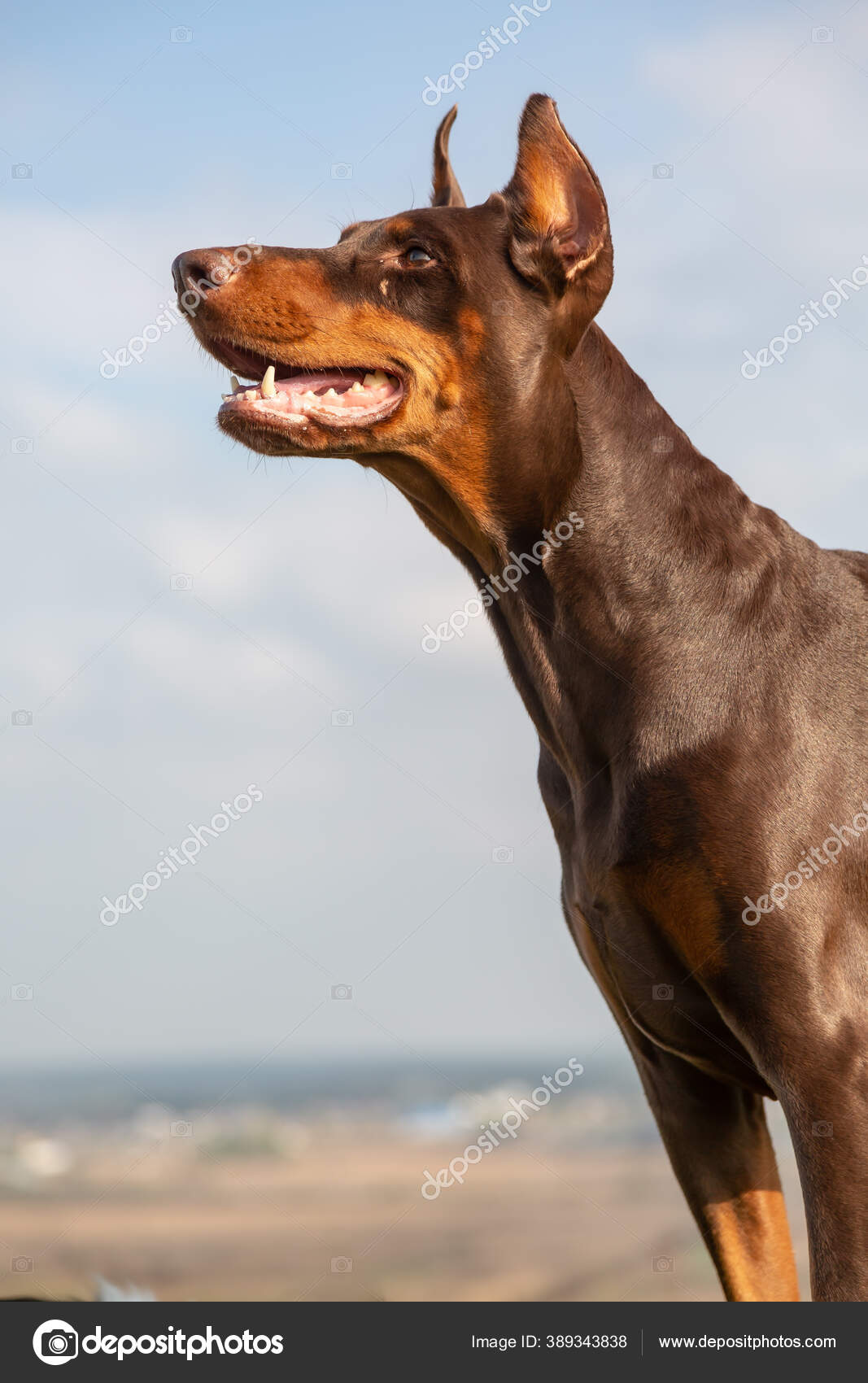 Tan Doberman Profile Of Brown-and-tan Doberman Dobermann Dog