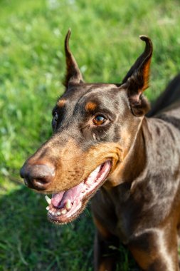 Kahverengi ve bronz doberman Dobermann köpeği güneşli bir günde yeşil çimlerin üzerinde uzanır. Dikey yönelim. 
