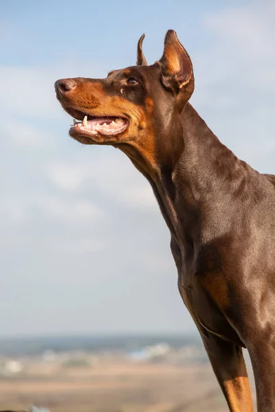갈색 과 황갈색의 도베르만 도베르만 개가 하늘을 향해 서 있는 모습이다. 초상화. 수직 방향. — 스톡 사진