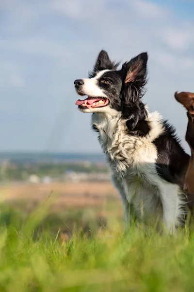 Border collie dog sitting in green grass on a hill on a sunny day. Dobermans head in the frame. Vertical orientation. — Stock Photo, Image