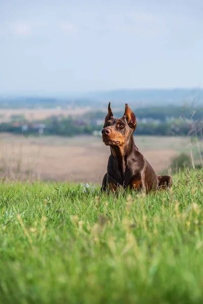 Doberman dobermann dog lies in a clearing on the green grass on a hill. Portrait on a blurry background sunny day. Vertical orientation. — Stock Photo, Image