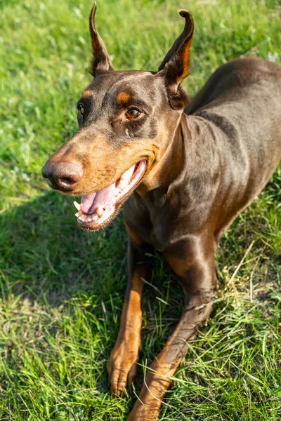 Brown-and-tan doberman dobermann dog lies on green grass on a sunny day close up. Vertical orientation. — Stock Photo, Image