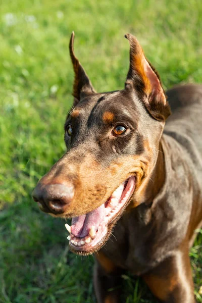 Barna-barna dobermann dobermann kutya közelkép fekszik a zöld füvön egy napsütéses napon. Függőleges irány. — Stock Fotó