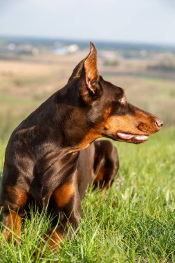 Kahverengi ve bronz tenli Doberman Dobermann köpeği tepedeki yeşil çimlerde uzanıyor ve uzaklığa bakıyor. Bulanık doğal bir arkaplanda portre. Dikey yönelim.