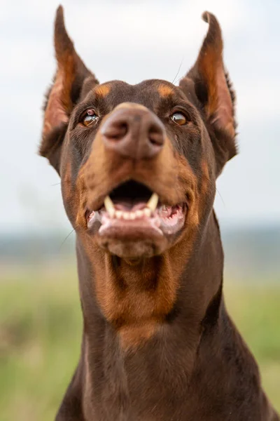 Brown e castanho Doberman Dobermann cão com orelhas cortadas e boca aberta. Retrato de focinho close-up em rosto cheio no fundo natureza turva no dia ensolarado. Olhando para o espectador. Orientação vertical . — Fotografia de Stock