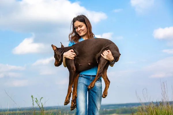 A girl in a blue T-shirt and jeans holds a brown and tan Doberman Dobermann big dog in the hands of the sky with clouds. Horizontal orientation. — Stock Photo, Image