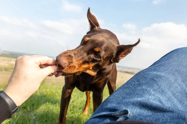 Bir adam kahverengi ve bronz tenli Doberman Dobermann köpeğini, elleri yeşil çimlerin üzerinde yatarken besler. Alt manzara. Yatay yönelim.